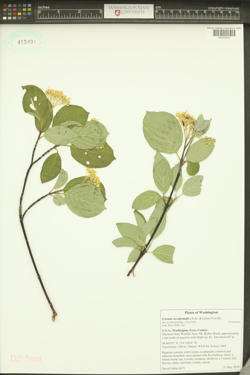 Cornus occidentalis (Western Dogwood) — photo
