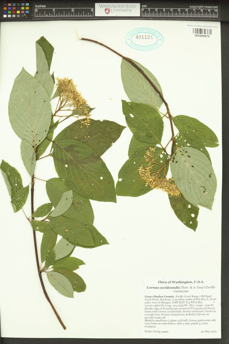 Cornus occidentalis