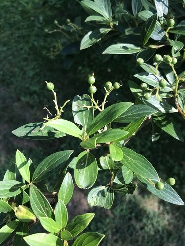 Cornus quinquenervis — photo