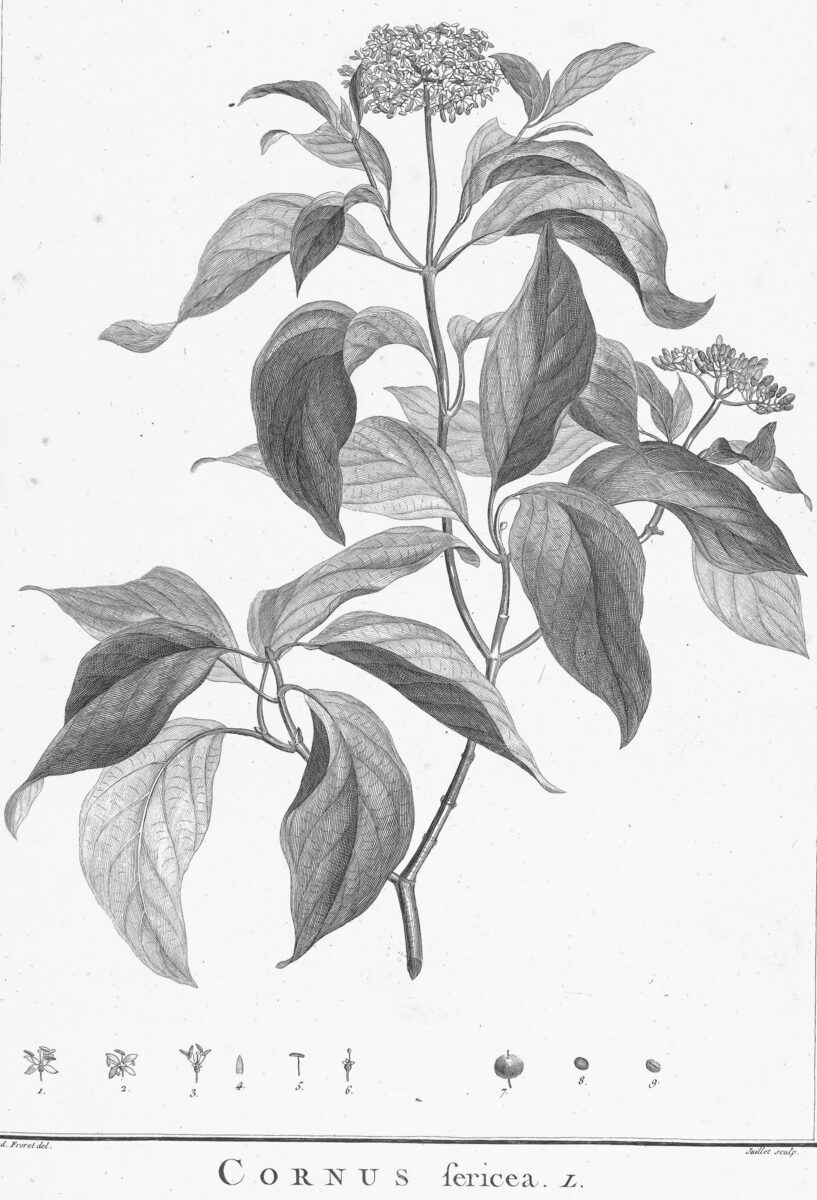 Cornus sericea (Red osier dogwood) — photo