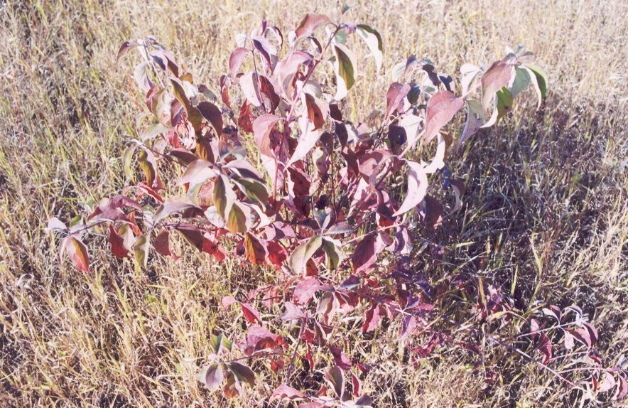 Cornus sericea (Red osier dogwood) — photo