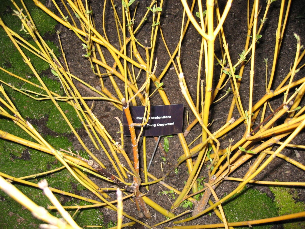 Cornus sericea