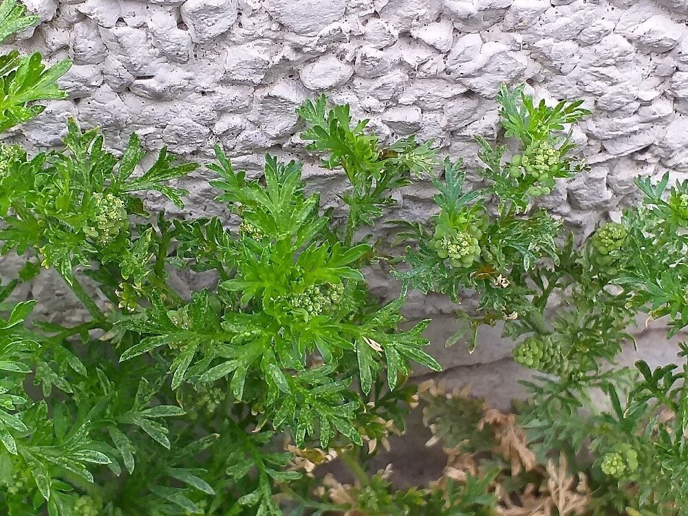 Coronopus didymus - (L.)Sm. (Swine Wartcress) — photo