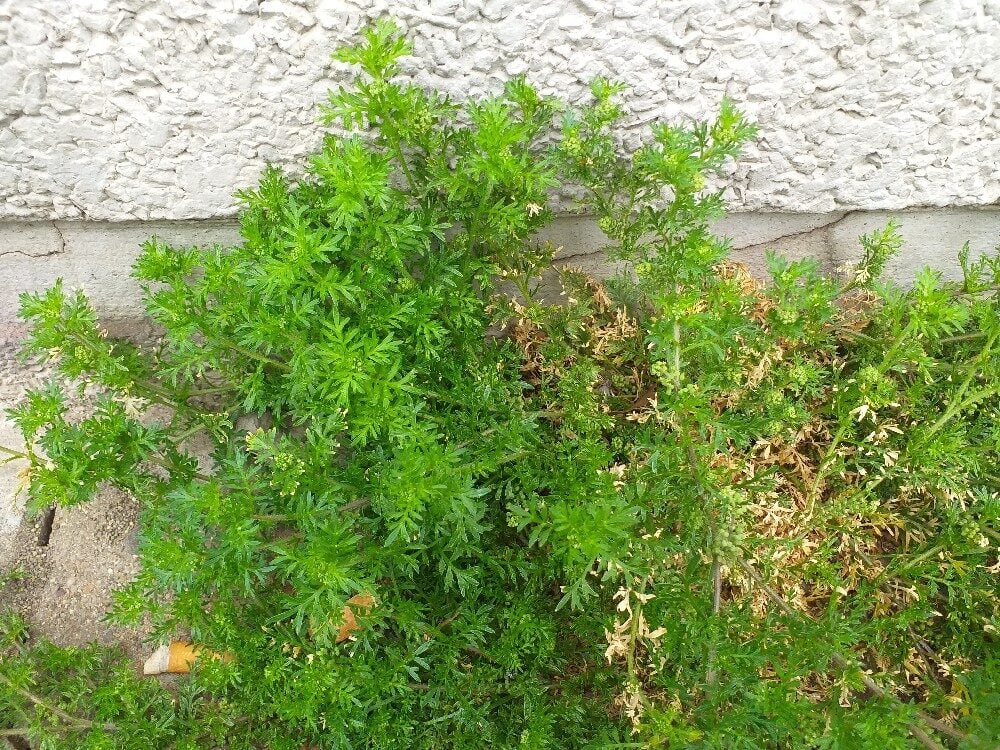 Coronopus didymus - (L.)Sm. (Swine Wartcress) — photo