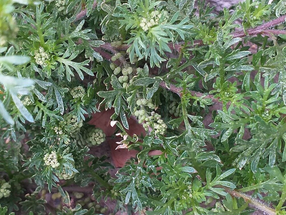 Coronopus didymus - (L.)Sm.