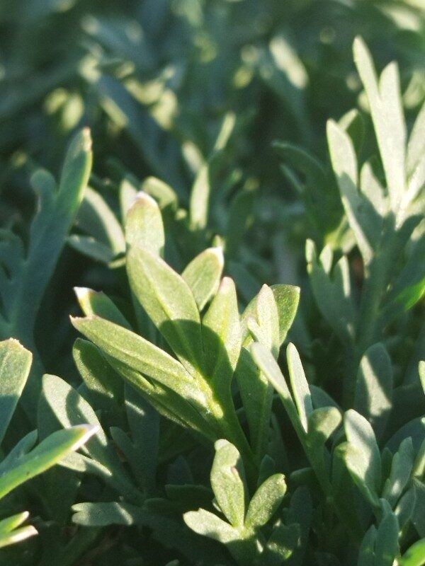 Coronopus squamatus - (Forssk.)Asch. (Crowfoot) — photo