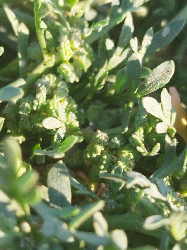 Coronopus squamatus - (Forssk.)Asch. (Crowfoot) — photo