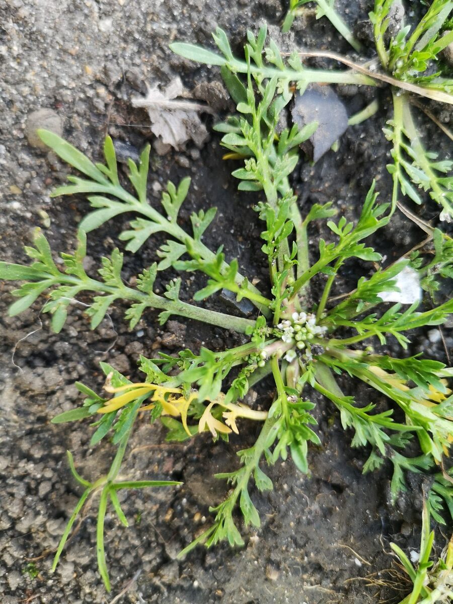 Coronopus squamatus - (Forssk.)Asch.