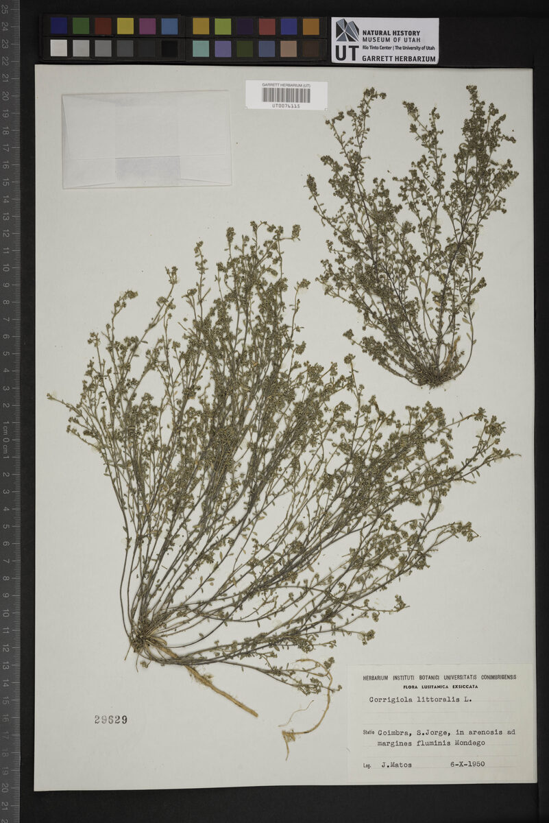 Corrigiola littoralis (Strapwort) — photo