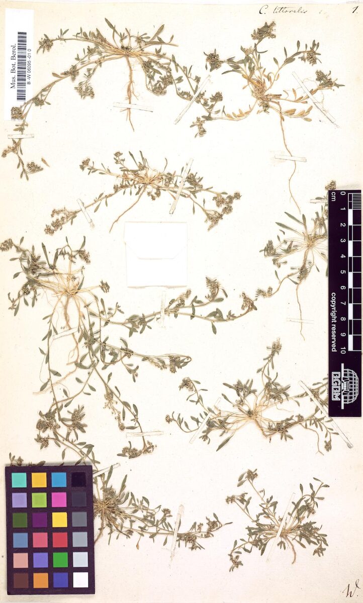 Corrigiola littoralis (Strapwort) — photo