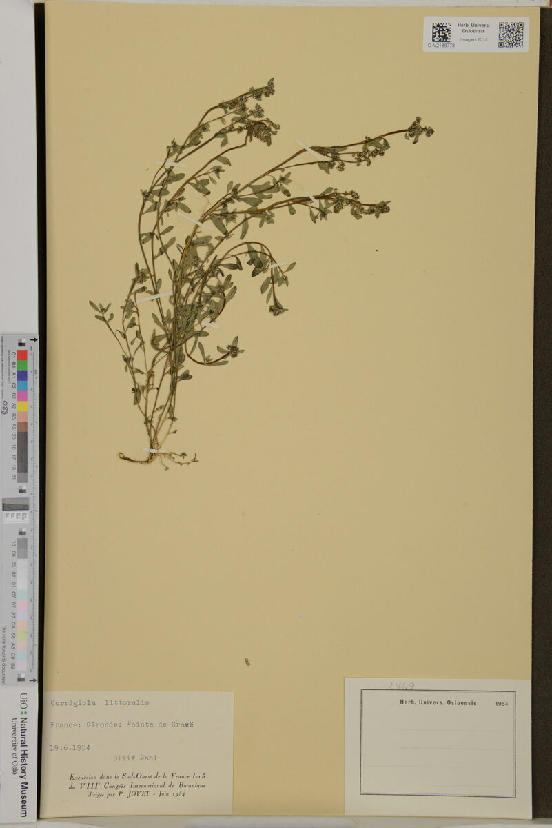 Corrigiola littoralis