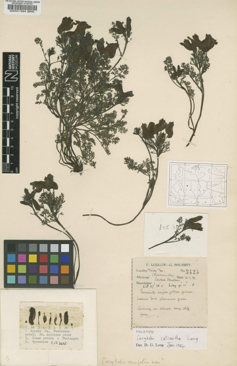 Corydalis calliantha — photo
