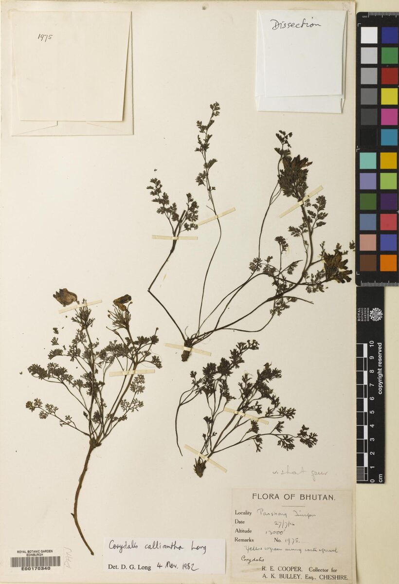 Corydalis calliantha — photo