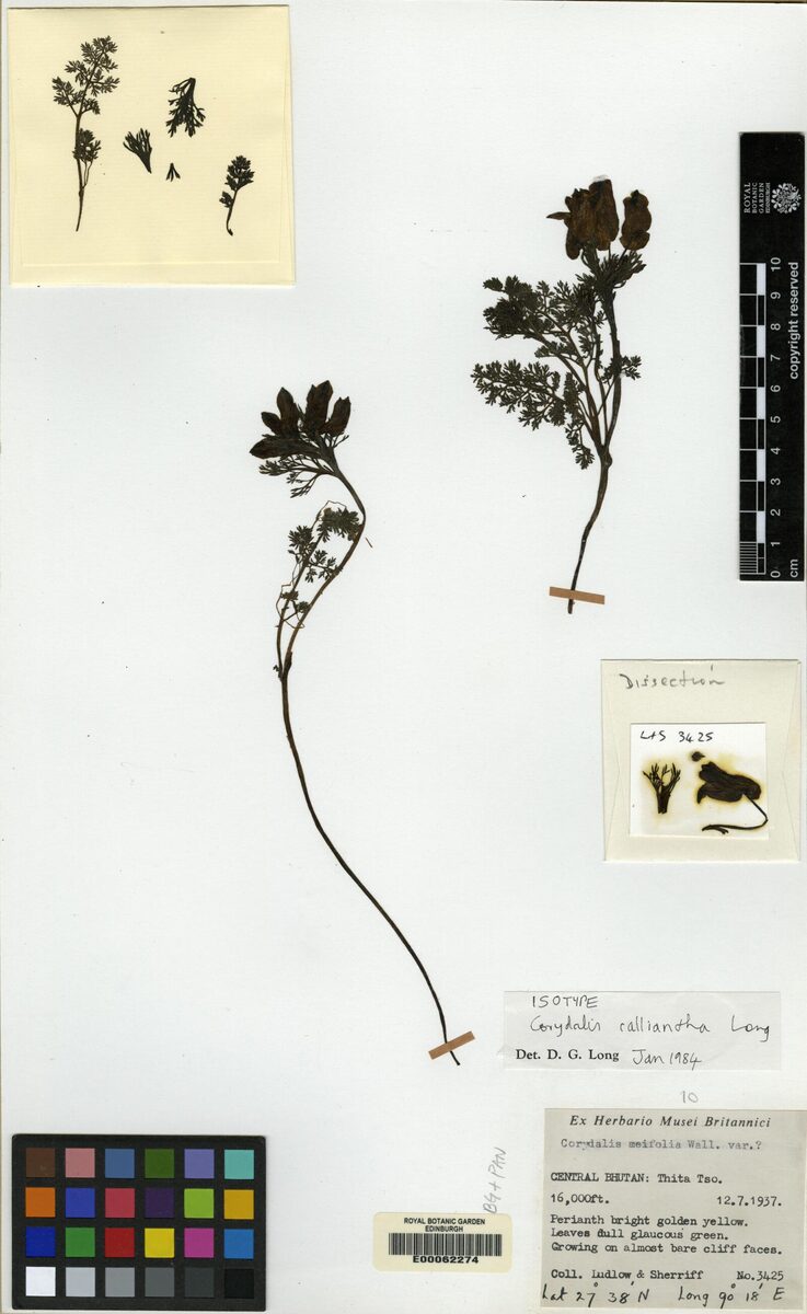 Corydalis calliantha