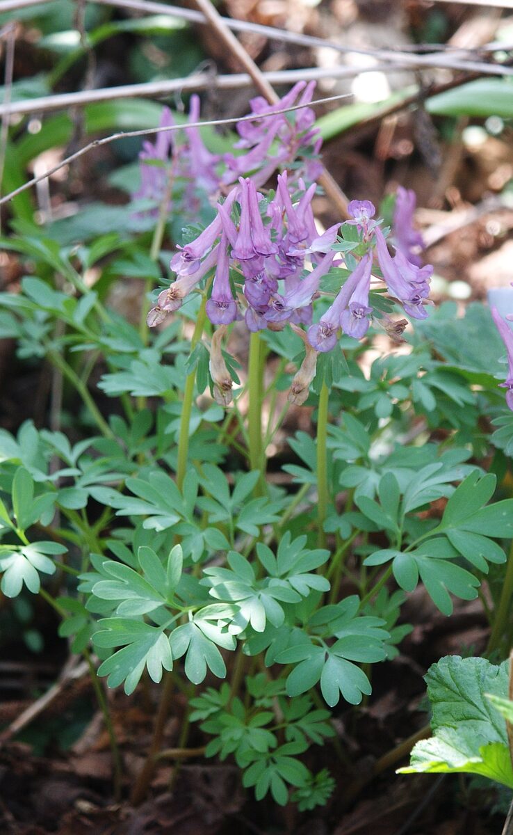 Corydalis solida (Fumewort) — photo