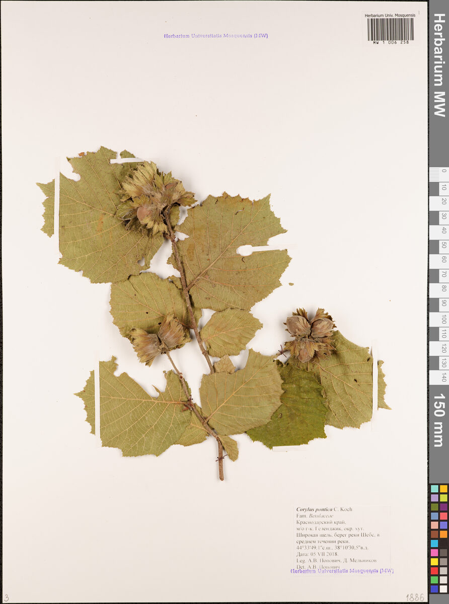 Corylus avellana pontica - (C.Koch.)Winkl. — photo