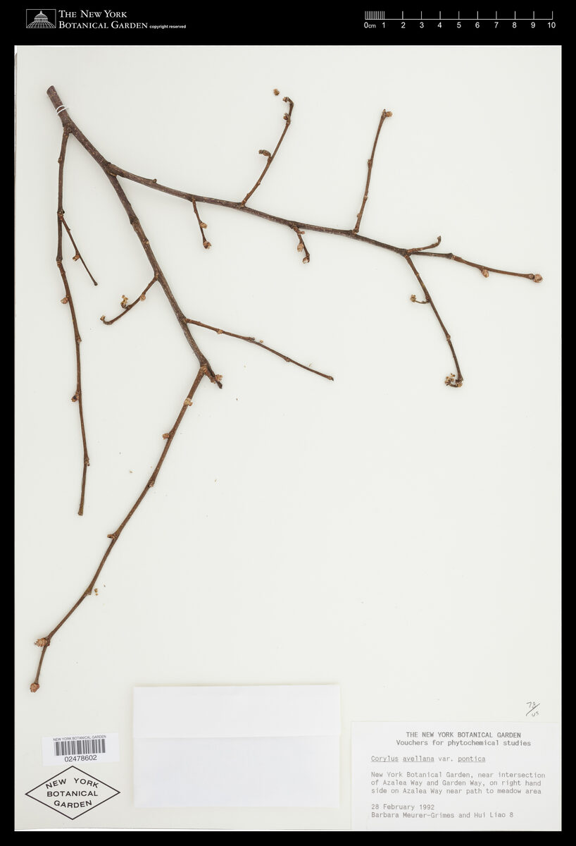 Corylus avellana pontica - (C.Koch.)Winkl. — photo