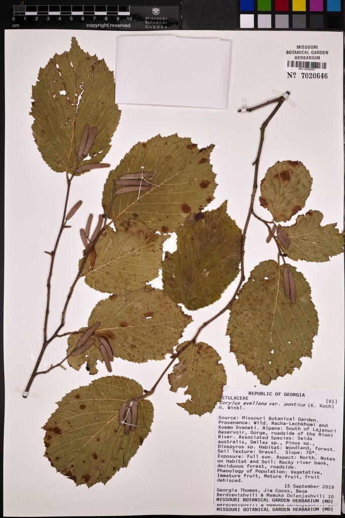 Corylus avellana pontica - (C.Koch.)Winkl.
