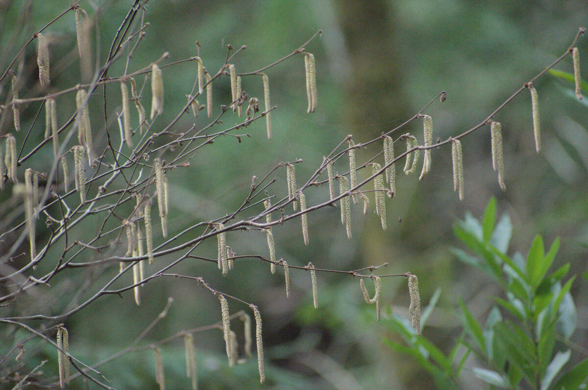 Corylus cornuta californica - (A.DC.)E.Murray. (California Hazel) — photo