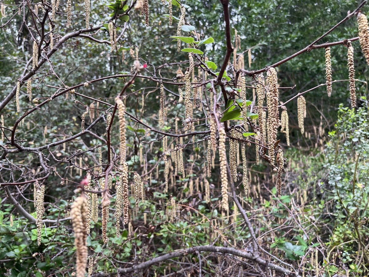 Corylus cornuta californica - (A.DC.)E.Murray. (California Hazel) — photo