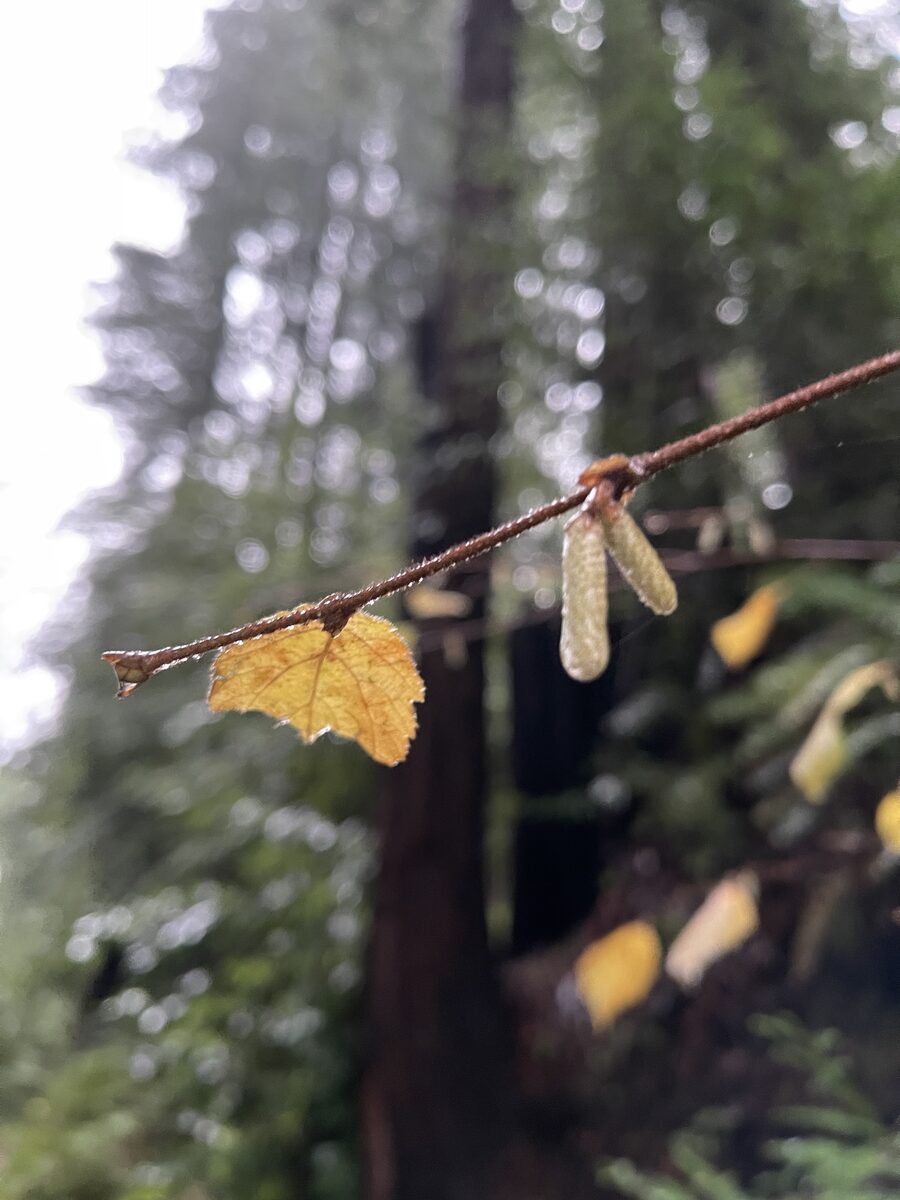 Corylus cornuta californica - (A.DC.)E.Murray.