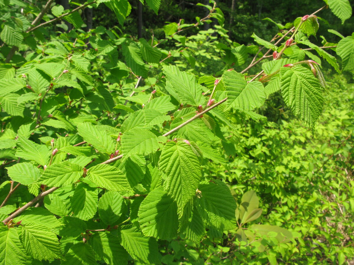 Corylus sieboldiana (Japanese hazel) — photo