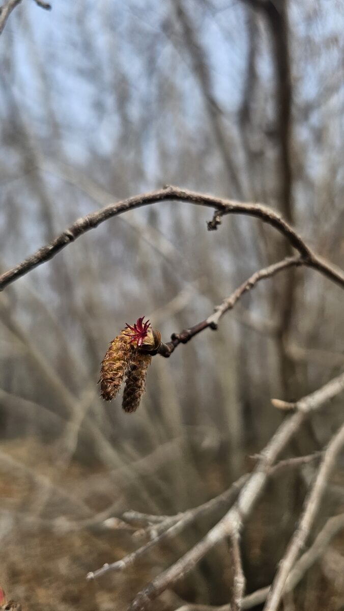 Corylus sieboldiana (Japanese hazel) — photo
