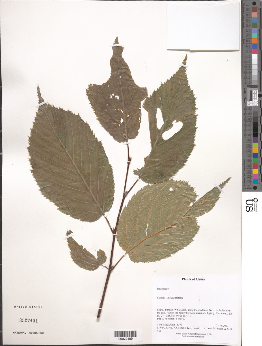 Corylus tibetica (Tibetan Hazelnut) — photo
