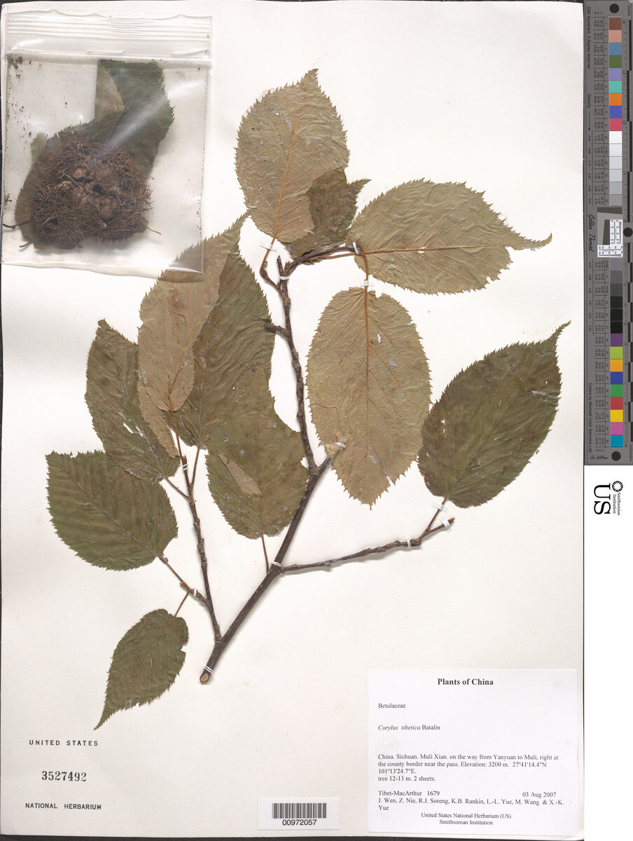 Corylus tibetica (Tibetan Hazelnut) — photo