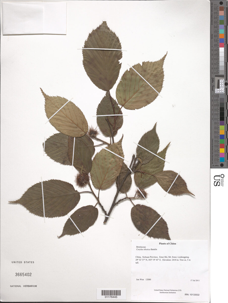 Corylus tibetica