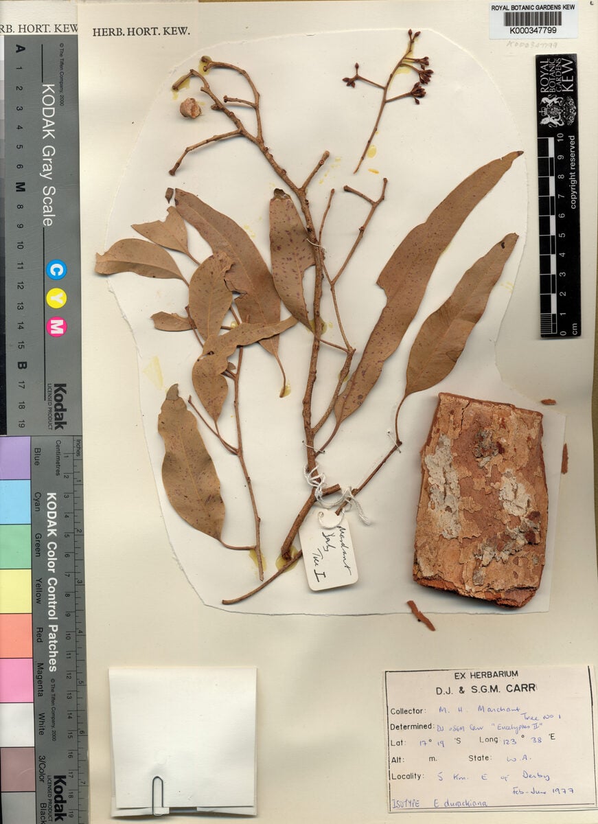 Corymbia dampieri (Dampier’s Bloodwood) — photo