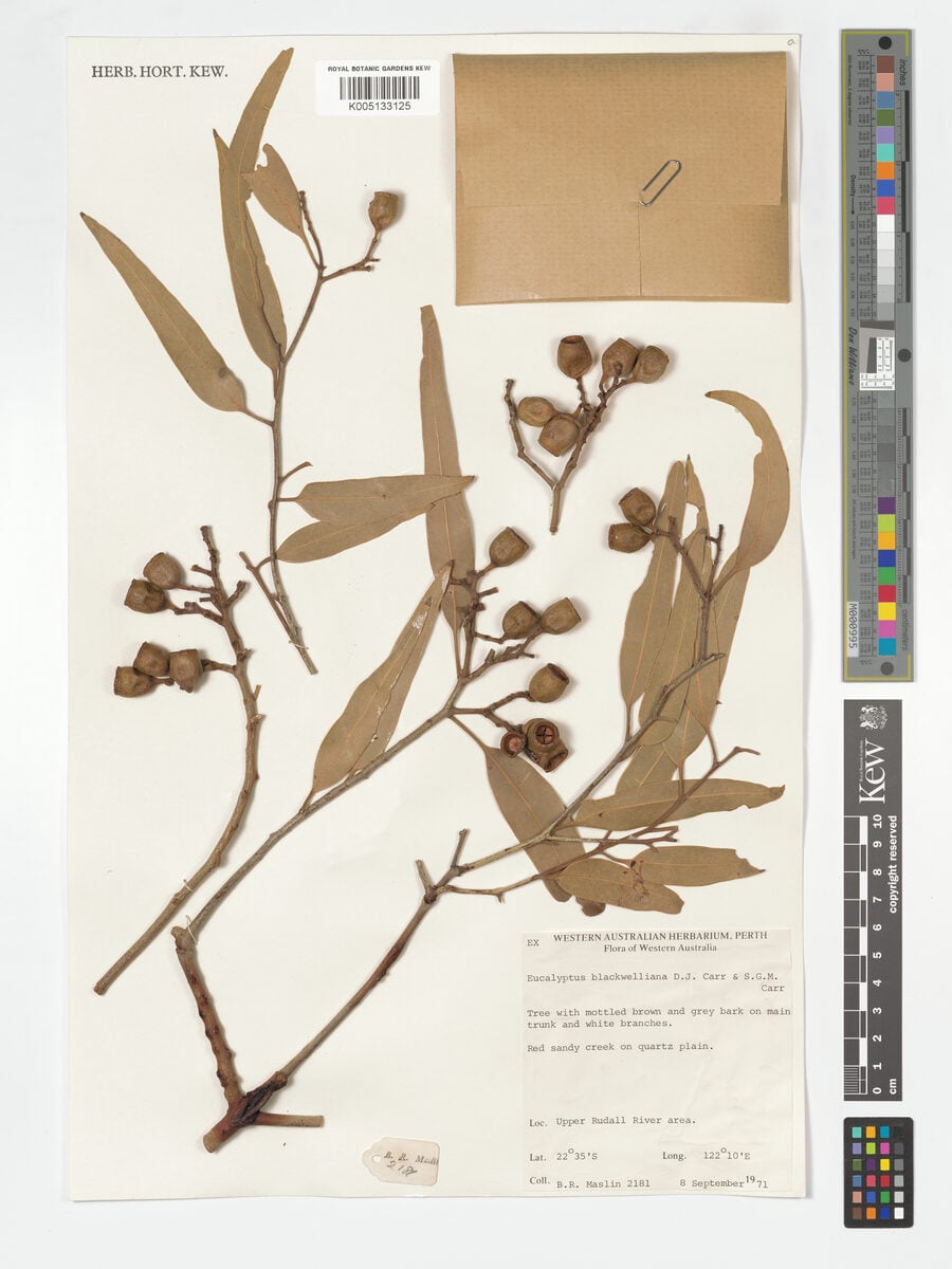 Corymbia dampieri (Dampier’s Bloodwood) — photo