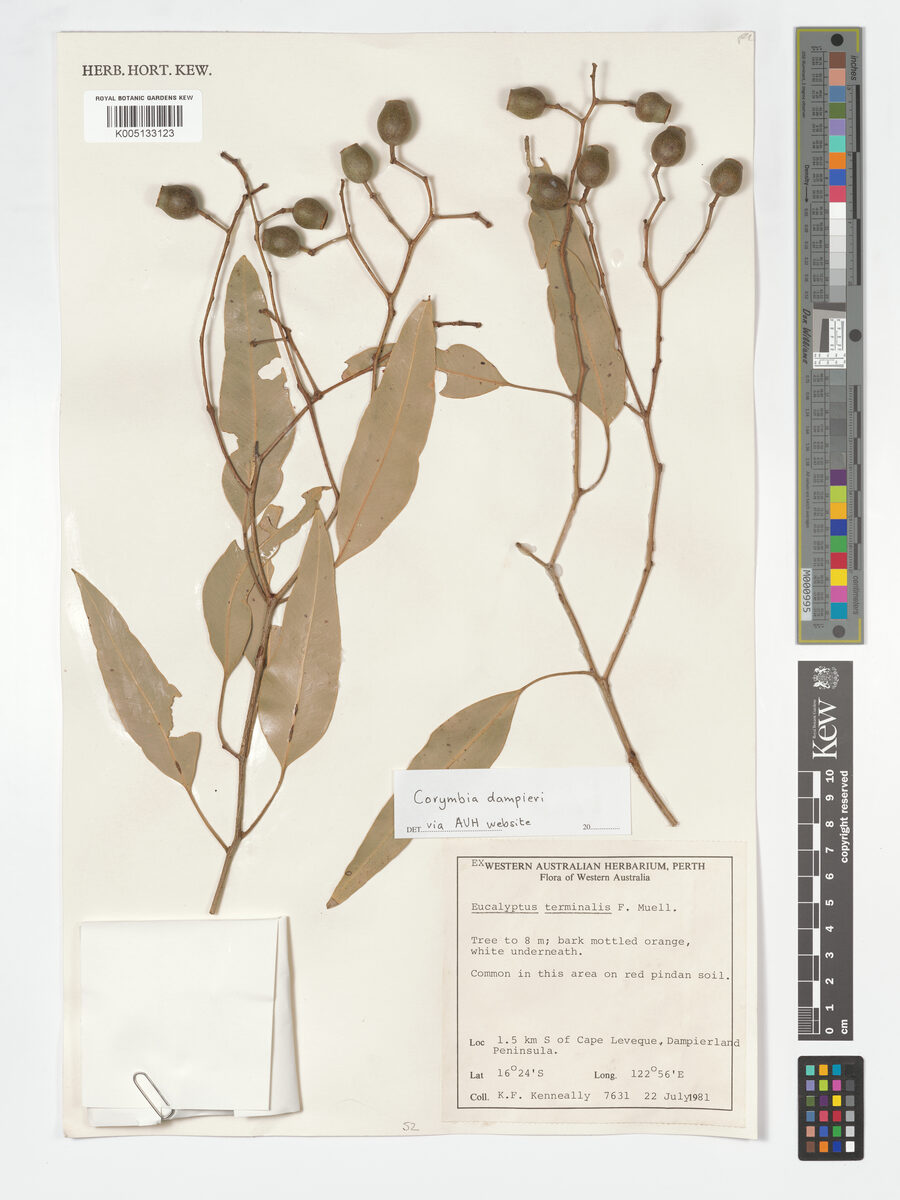 Corymbia dampieri