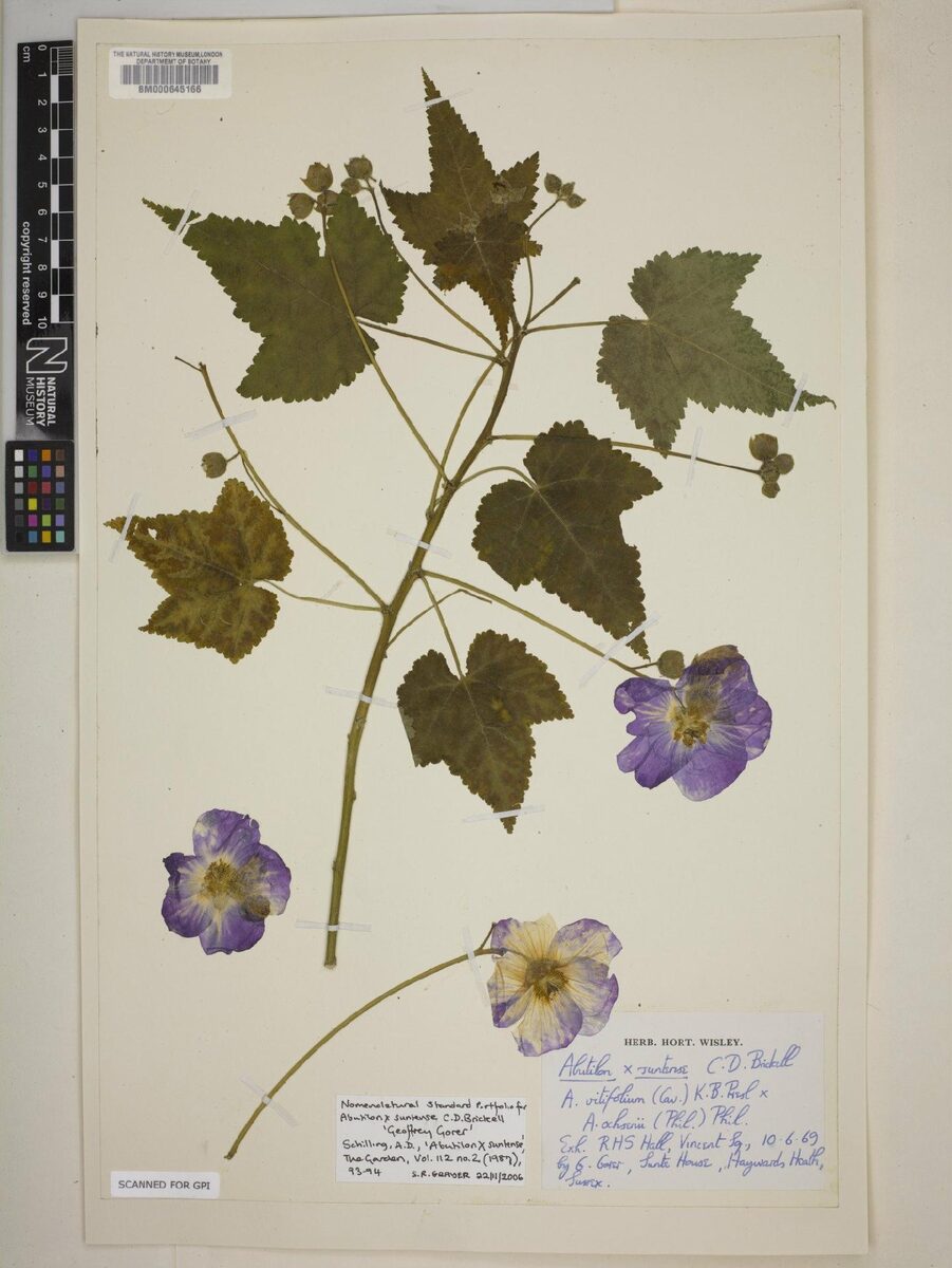 Corynabutilon x suntense