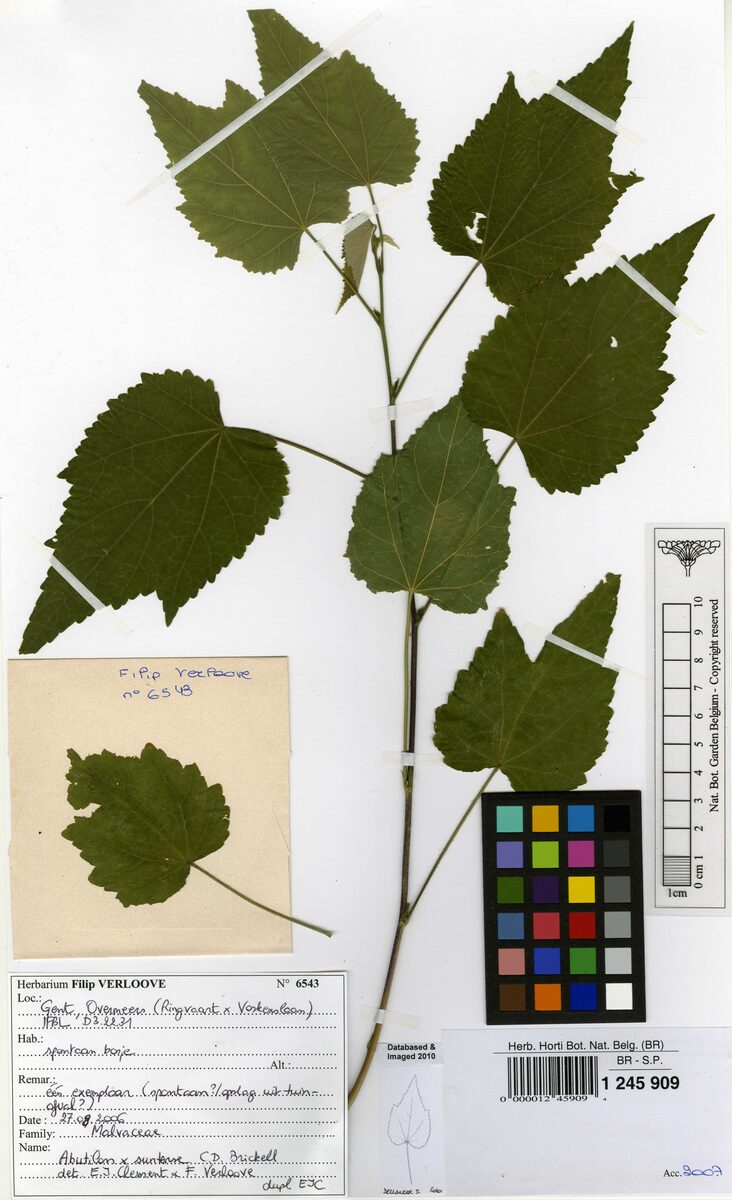 Corynabutilon x suntense — photo