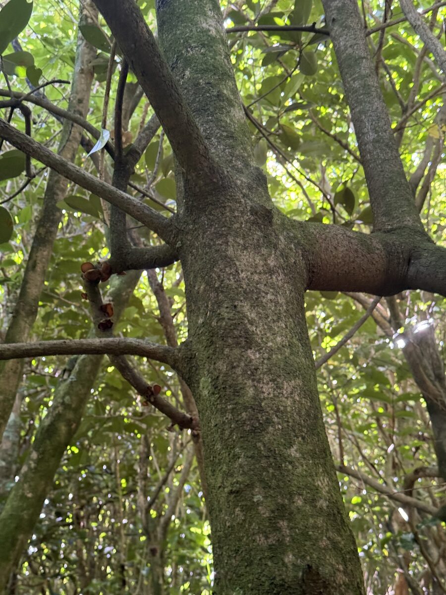 Corynocarpus spp. (Karaka) — photo