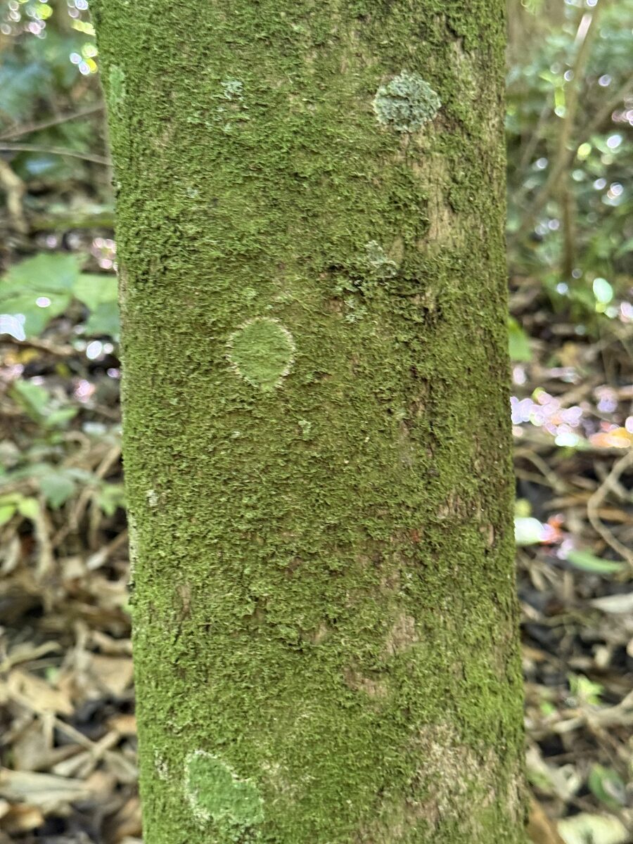 Corynocarpus spp. (Karaka) — photo