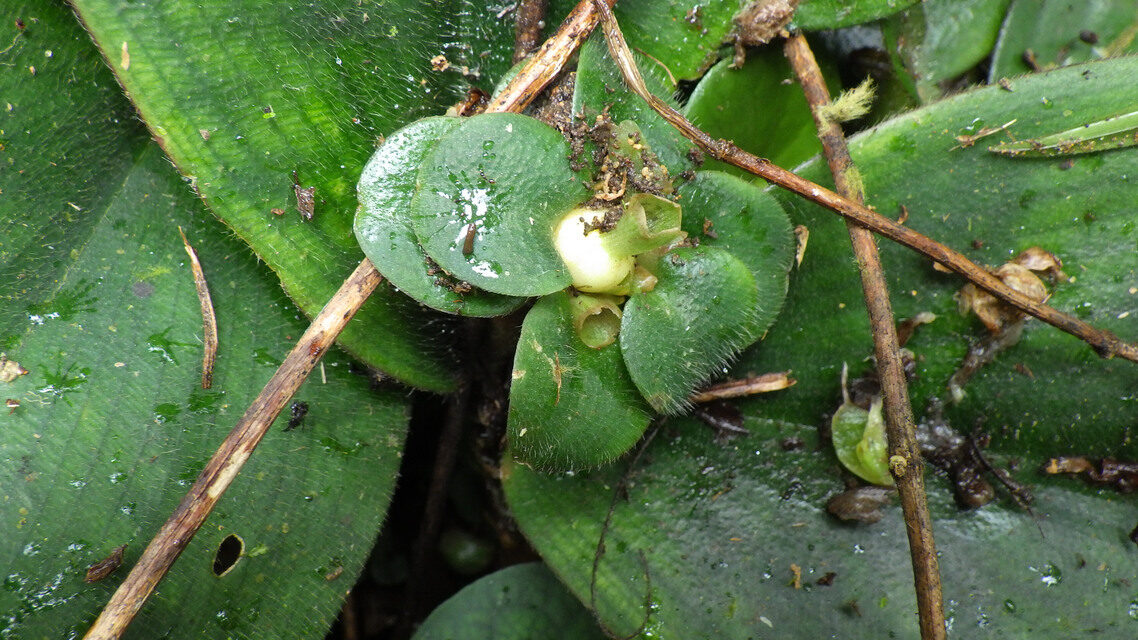 Costus ligularis — photo