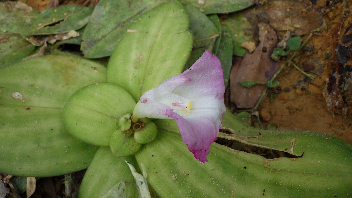 Costus ligularis — photo