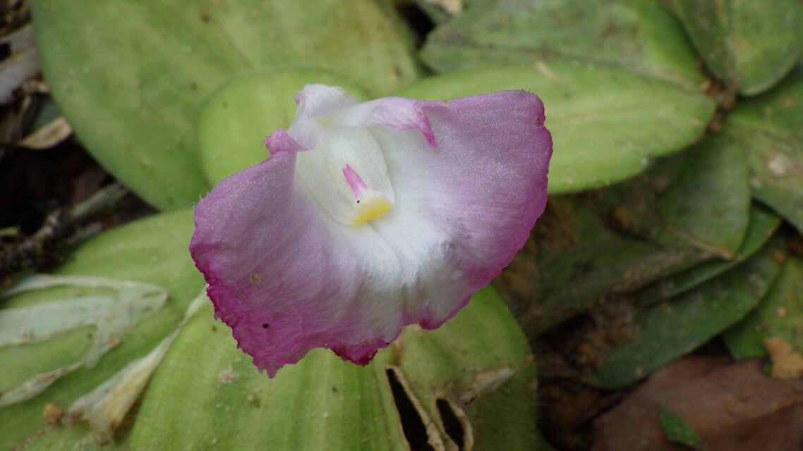 Costus ligularis