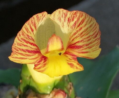 Costus lucanusianus (Spiral ginger) — photo