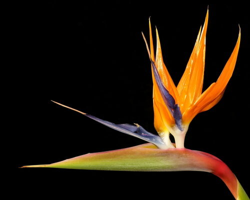 Costus scaber (Cana agria) — photo