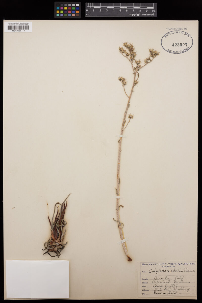 Cotyledon edulis — photo