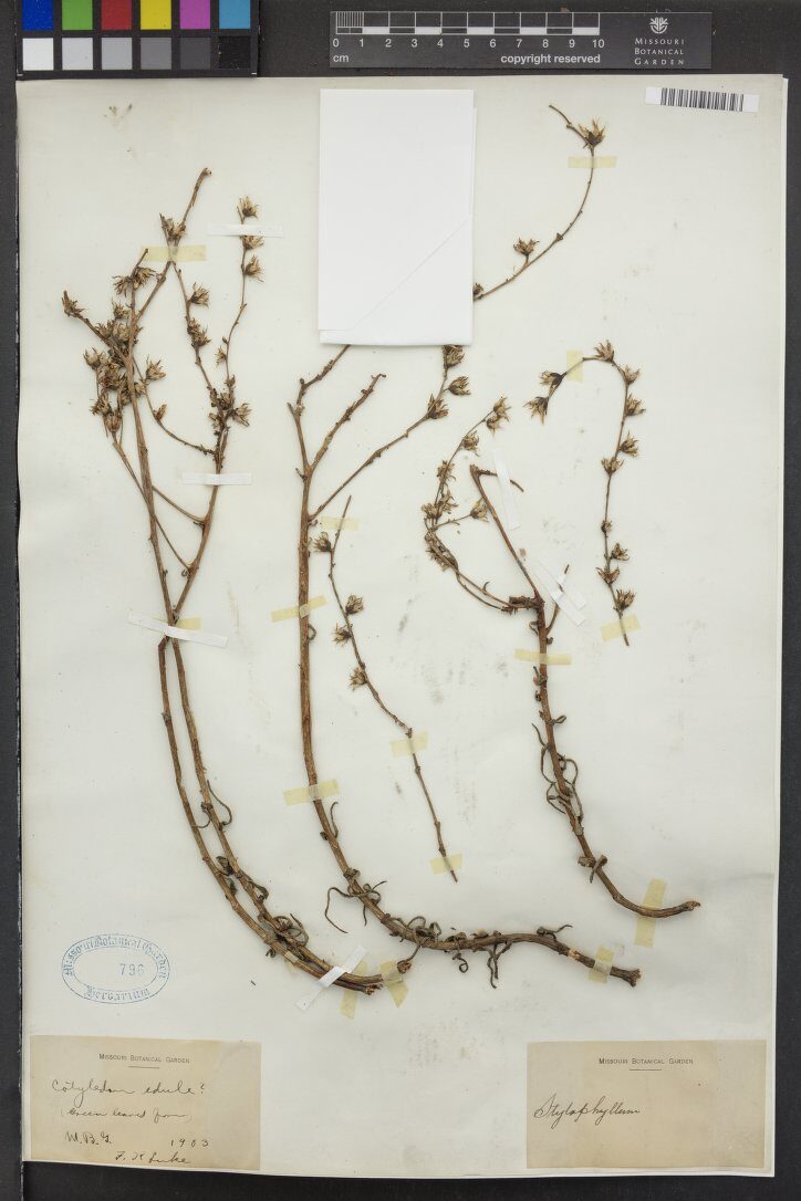 Cotyledon edulis — photo
