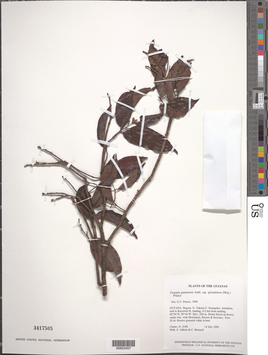 Couepia guianensis subsp. glandulosa — photo