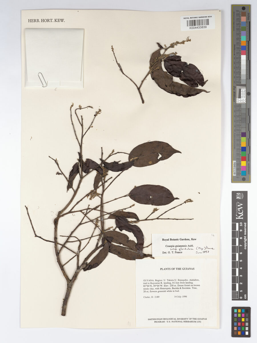 Couepia guianensis subsp. glandulosa — photo