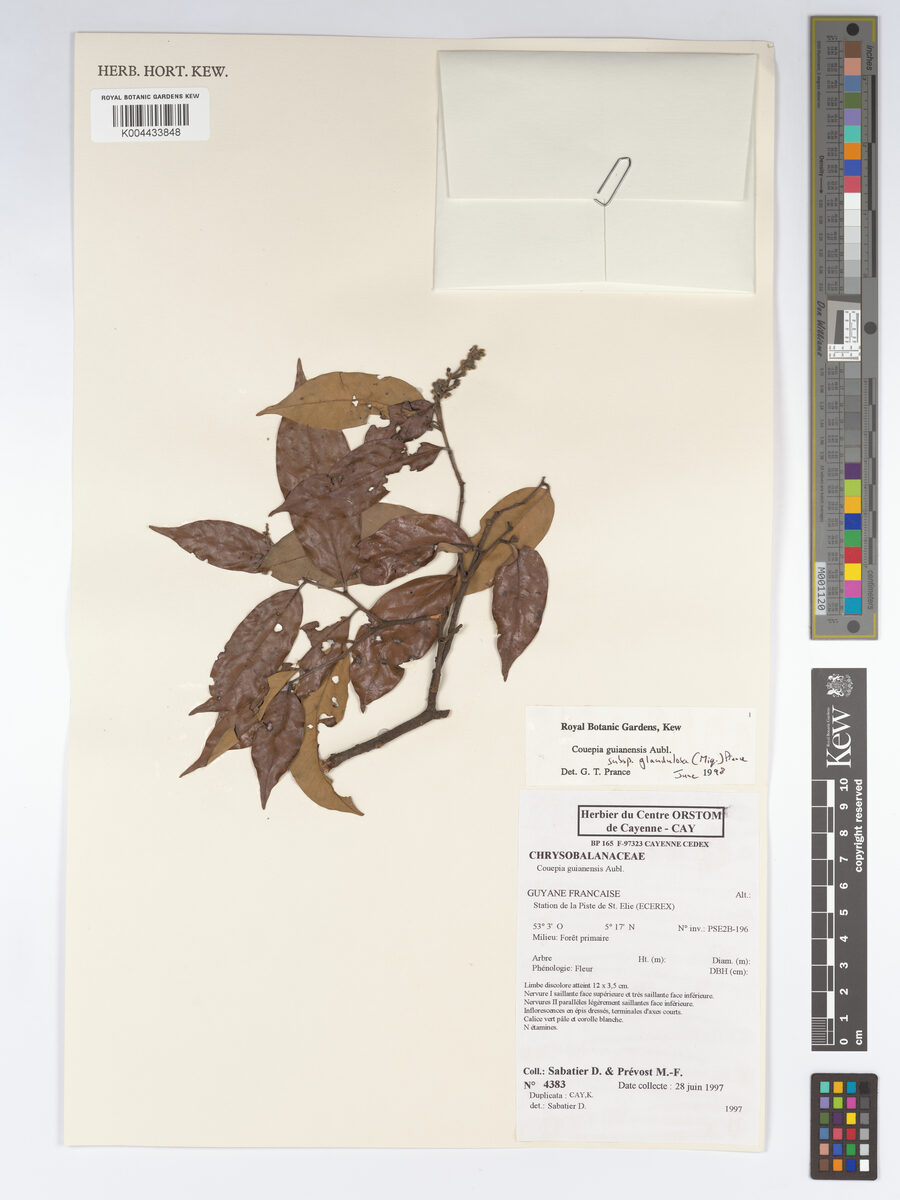 Couepia guianensis subsp. glandulosa