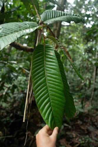 Couepia macrophylla
