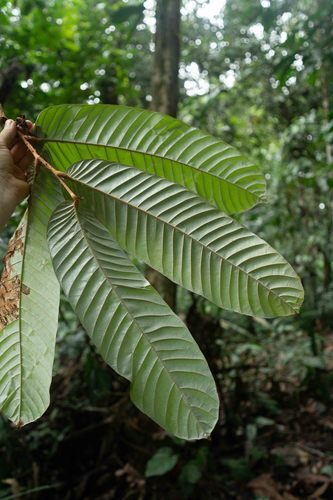 Couepia macrophylla (Bigleaf couepia) — photo