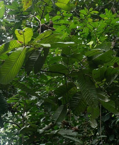 Couepia macrophylla (Bigleaf couepia) — photo